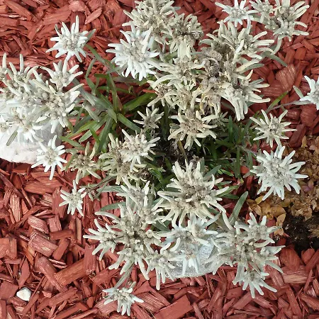 Hauser Lägenhet Stumm