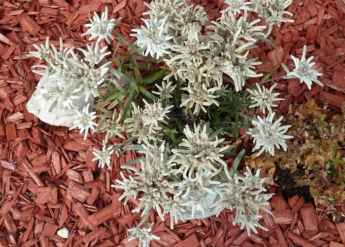 Hauser Apartment Stumm